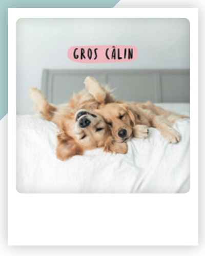 Carte postale Gros câlin ZG0594FR