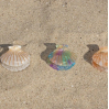 Pince à cheveux - Coquillage - Pastel