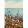 Carte - Fiori & Mare
