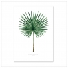 Affiche A3 Fan palm