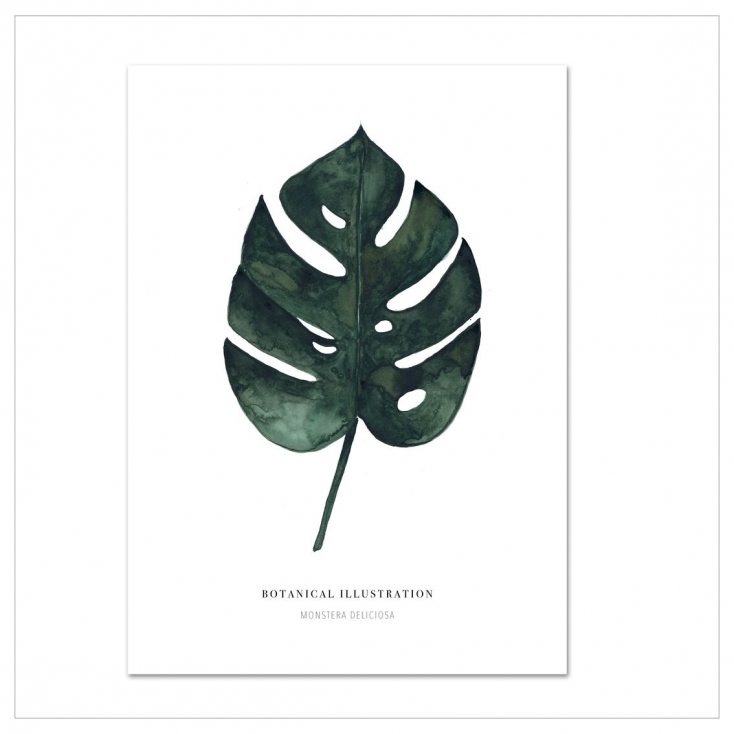 Affiche A4 Monstera Deliciosa