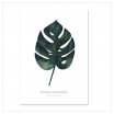 Affiche A4 Monstera Deliciosa