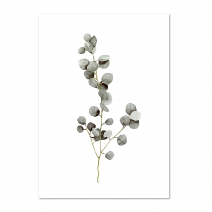 Affiche A3 Eucalyptus