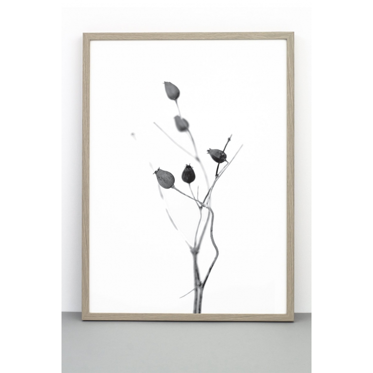 Affiche 50x70 cm - Seed capsule