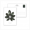 Postcard Schefflera arboricola - 012