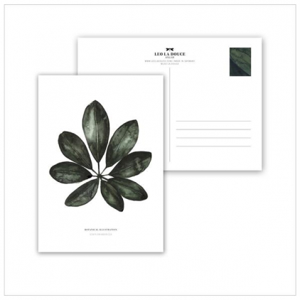 Postcard Schefflera arboricola
