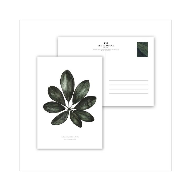 Postcard Schefflera arboricola - 012