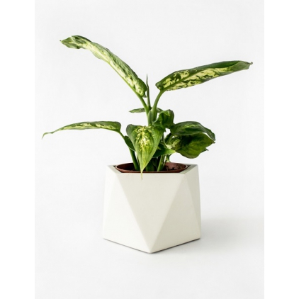 Mare Planter - Large - Silver Green