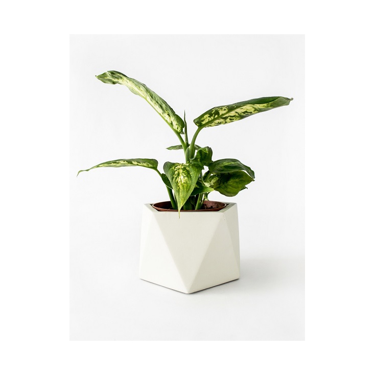 Mare Planter - Large - Silver Green