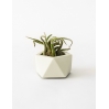 Vand Tealight - Airplant Holder - Silver Green