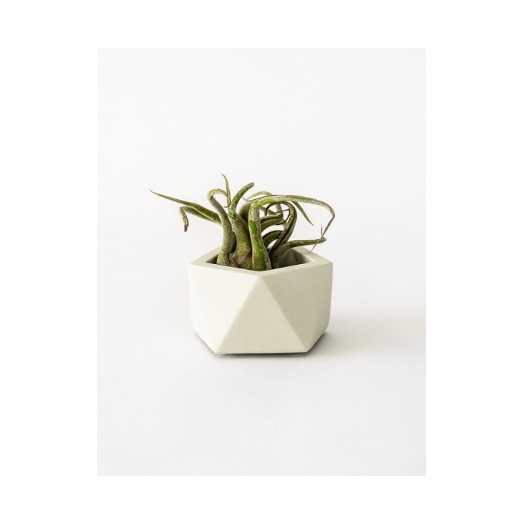 Vand Tealight - Airplant Holder - Silver Green