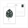 Postcard Monstera deliciosa - 013