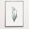 Carte simple - Jacinthe