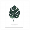 Affiche A3 Monstera deliciosa