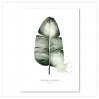 Affiche A2 Banana leaf