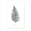 Affiche A2 Fern