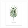 Affiche A2 Palm leaf