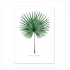 Affiche A2 Fan palm