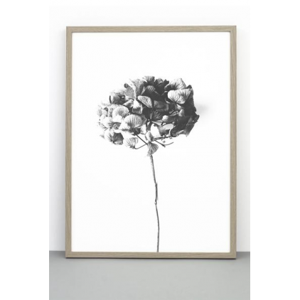 Affiche 50x70 cm - Honey honey