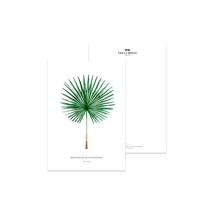 Postcard Fan palm