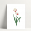 Carte simple- tulipe blanche