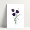 Carte simple-Tulipe mauve