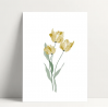 Carte simple - Tulipe jaune