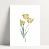 Carte simple- tulipe jaune