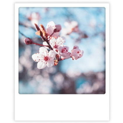 Carte postale - Cherry Blossom - ZG1077