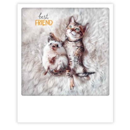 Carte postale - Best firend hedgehog cat - ZG1261EN