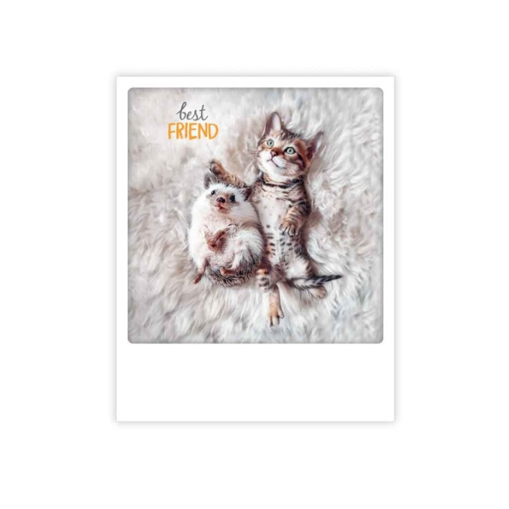 Carte postale - Best firend hedgehog cat - ZG1261EN