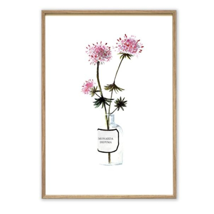 Affiche A4 Monarda didyma