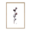 Affiche A4 Cotton