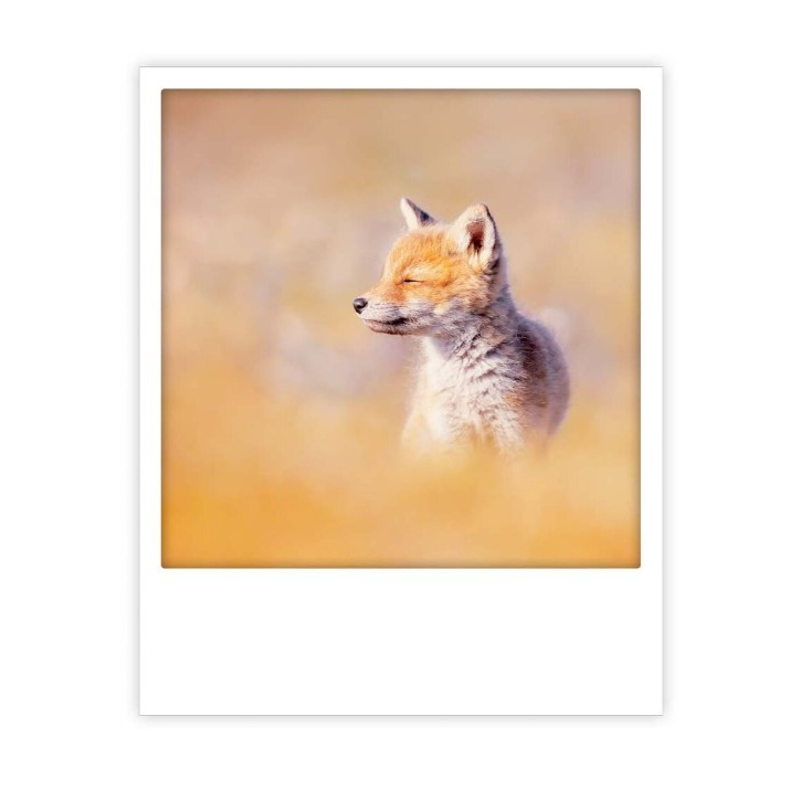 Carte postale - fox - ZG1417