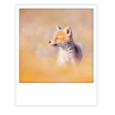 Carte postale - fox - ZG1417