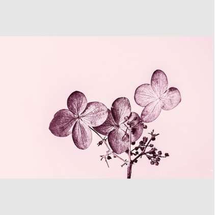 Carte - Hortense