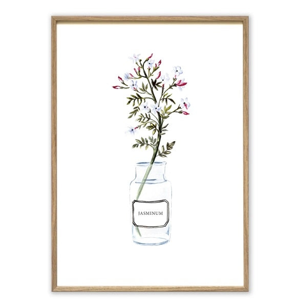 Affiche A4 Jasminum