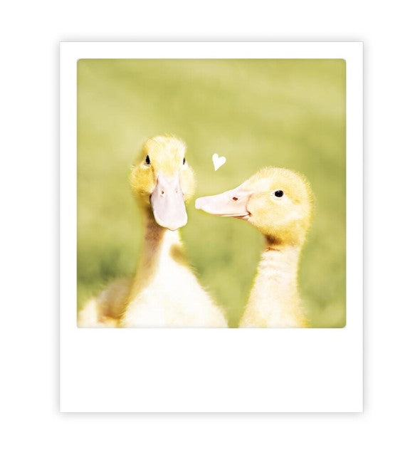 Carte postale - Duck Couple - ZG1553