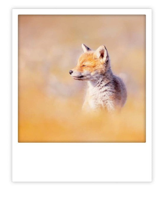 Carte postale - fox - ZG1417