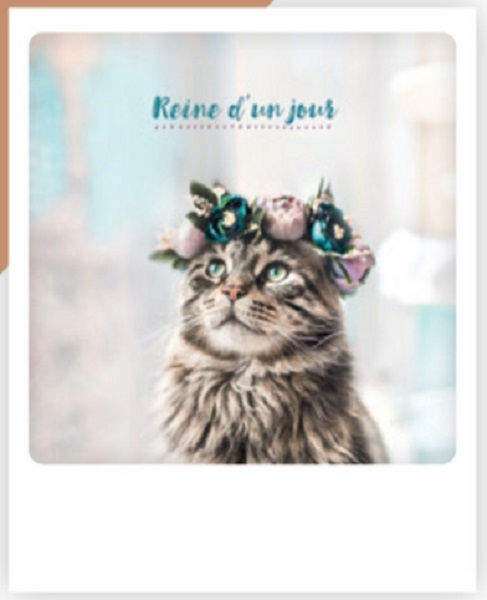 Carte postale - reine d'un jour ZG0781FR