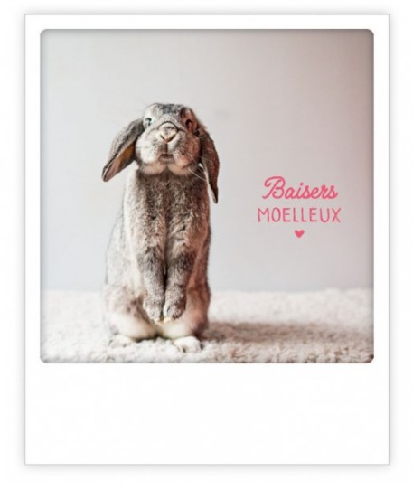 Carte postale - baisers moelleux - ZG0922FR