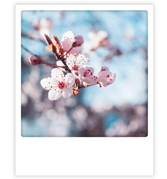 Carte postale - Cherry Blossom - ZG1077