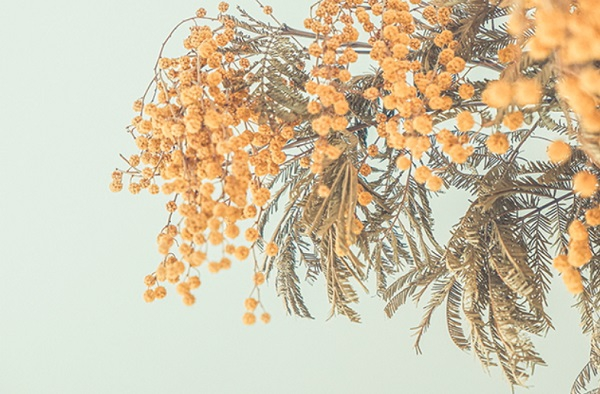 Carte Mimosa