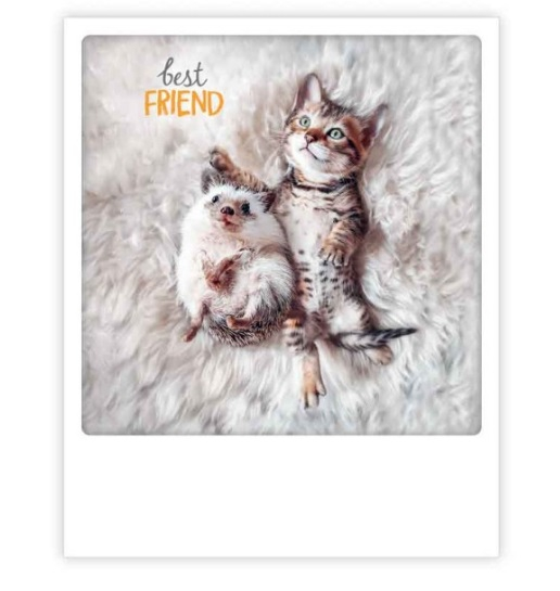 Carte postale - Best friends hedgehog cat - ZG1261EN