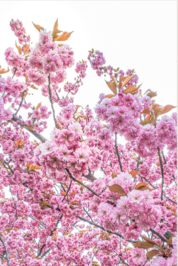 Carte Sakura
