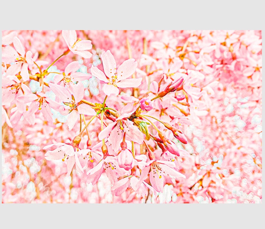 Carte Pétales Roses