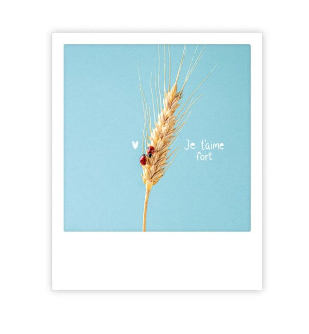 Carte postale - Je T'aime Fort - ZG1750FR
